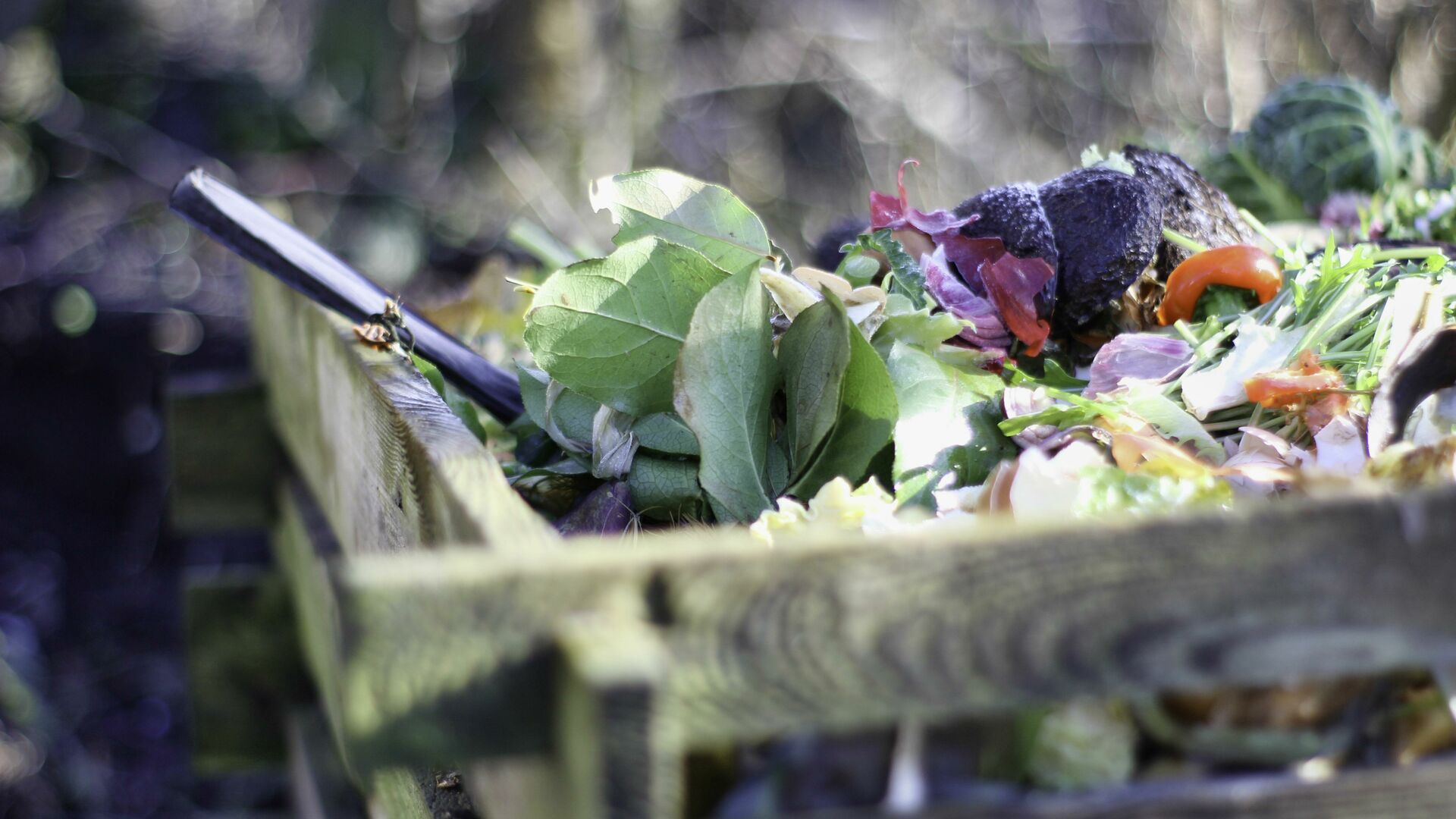 Bio-Abfall landet auf dem Kompost.